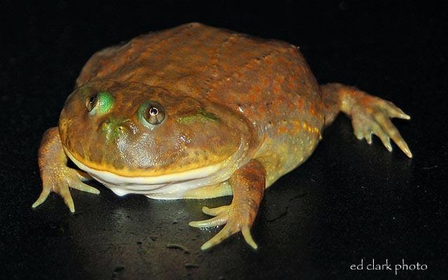 Lepidobatrachus laevis  01.jpg
